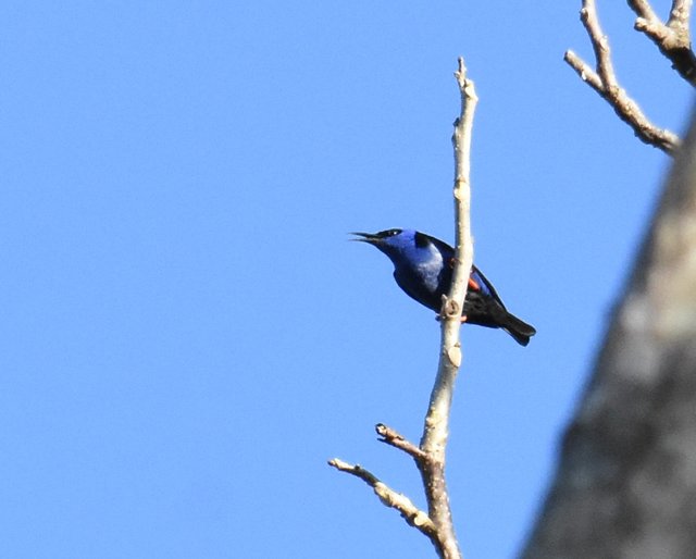 Red-legged Honeycreeper_4170male Los Torrales.JPG