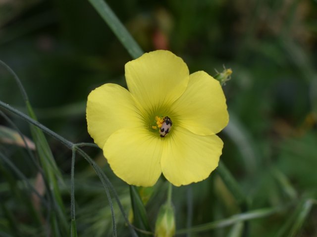 wildflower-3236084_1280.jpg