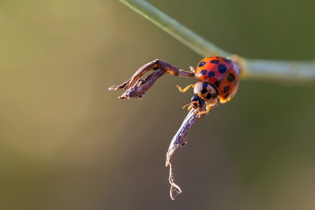 ladybug-8047144_1280.jpg