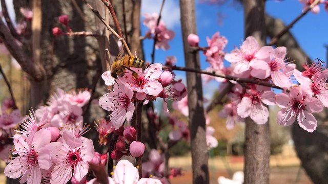 Bee on cherry blossoms