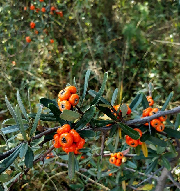 pyracantha.jpg