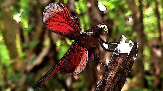 cartoon-dragonfly0.jpg