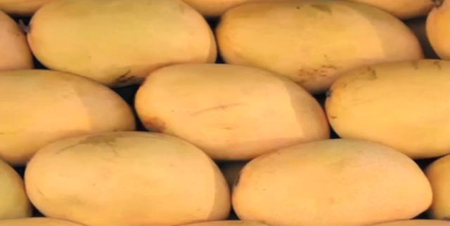 Amazing mangoes.png