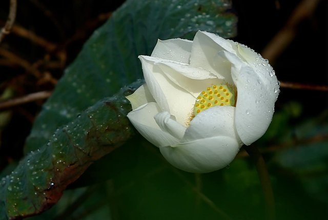 White Flower (1).jpg