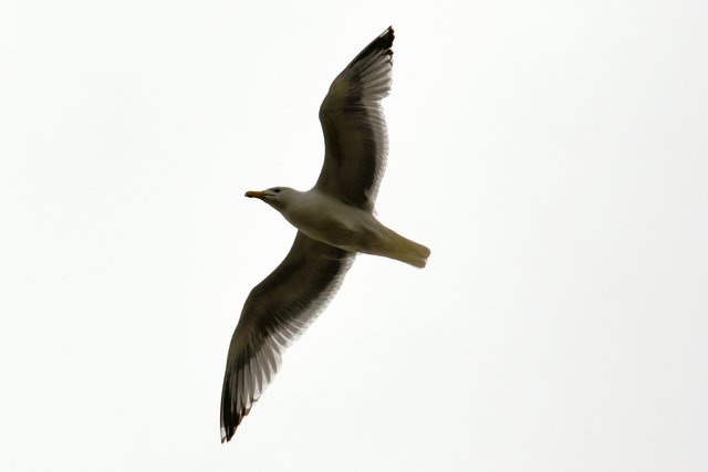 DSC_6576 seagull.jpg