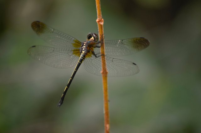 _AHW3885.jpg
