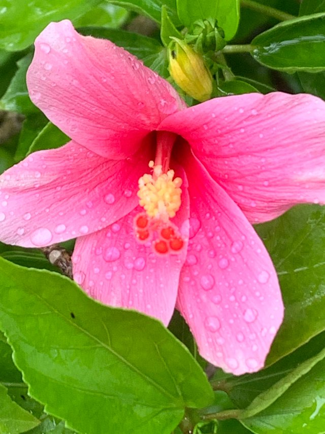 my little garden14.jpg