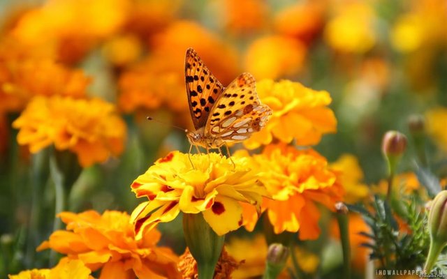 orange-butterfly-on-yellow-flowers-1080P-wallpaper-middle-size.jpg