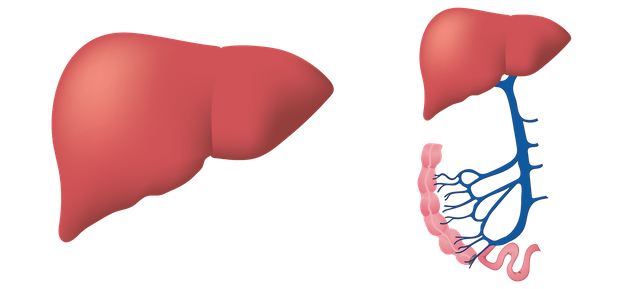 liver-3026639_1920.png