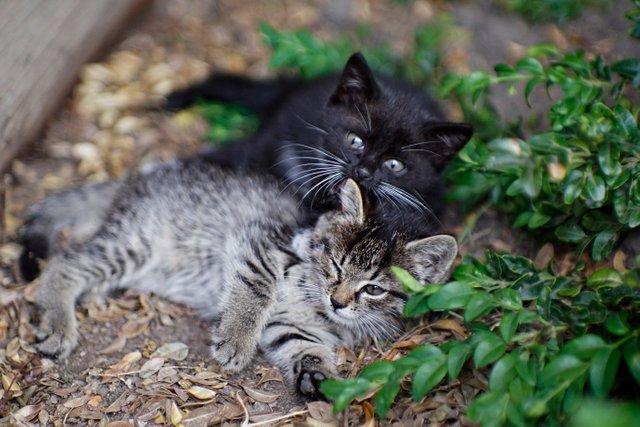kittens chilling 1.jpg