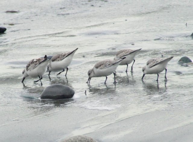 RD-X021-Sandpipers.JPG