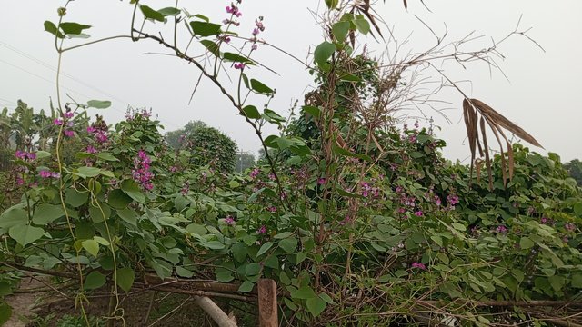 IMG_20241230_170330_3.jpg