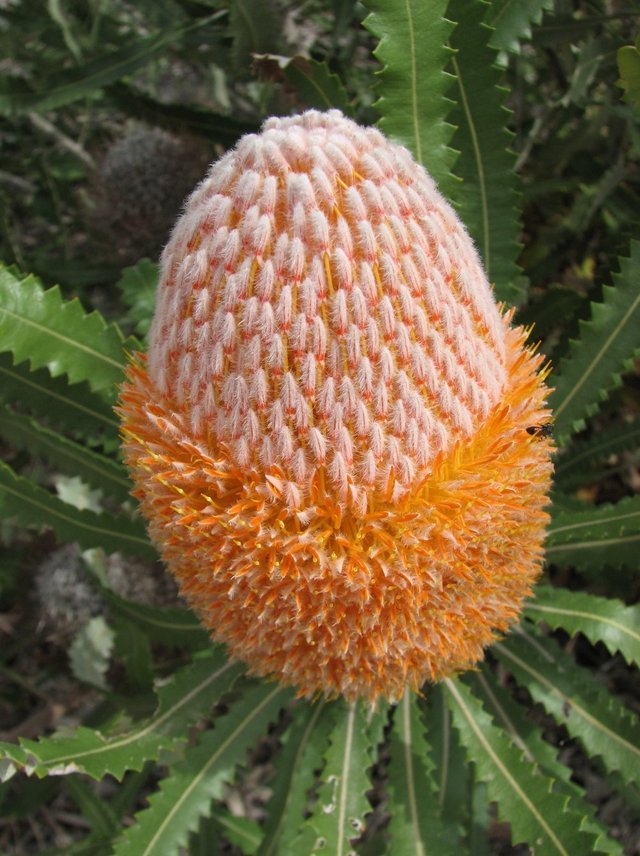 Banksia_burdettii.jpg