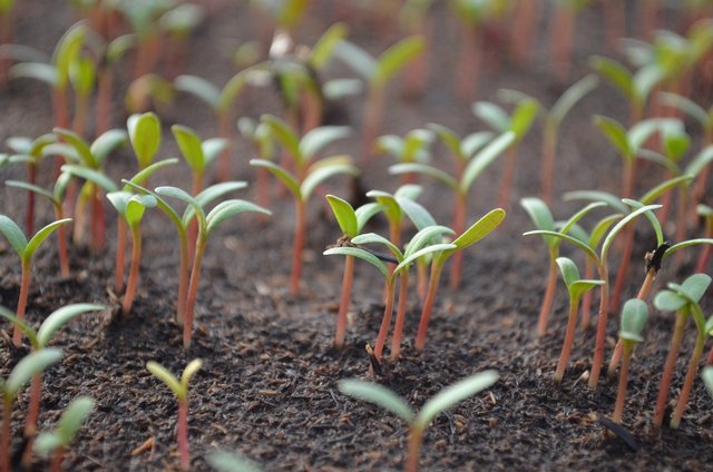 tomato-gddca1aa41_1280.jpg