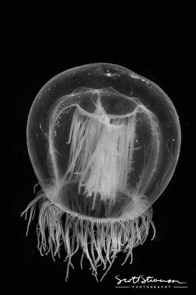 Red-eyed Medusa Jellyfish-1.jpg