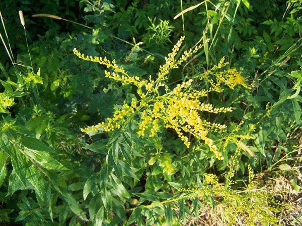 Driveway - goldenrod buds crop August 2019.jpg