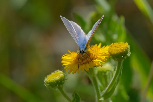 common-blue-butterfly-8011569_1280.webp