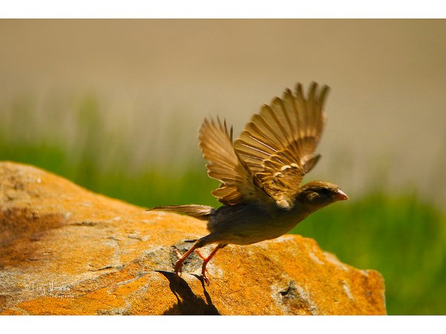 Baby Bird.jpg