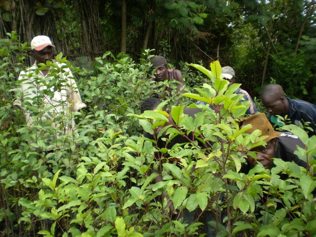 MMCC workers weeding prunnus seedlings.JPG