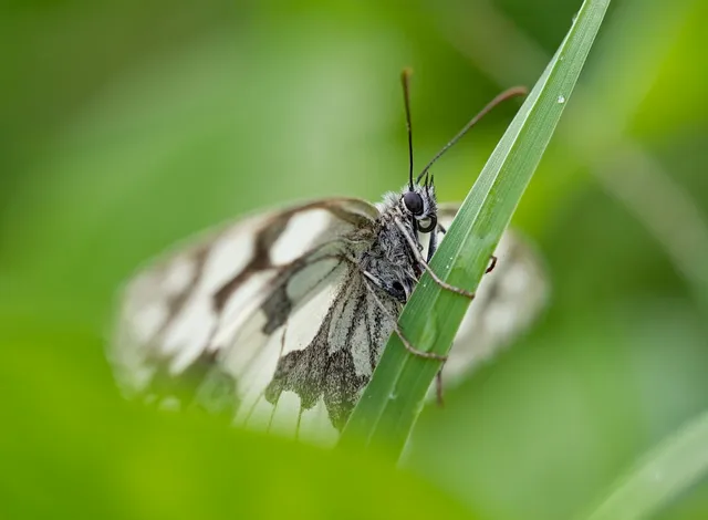 marbled-white-8143238_1280.webp