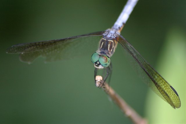 dragonfly straight.jpg