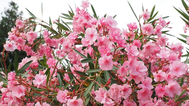 oleander-1521526_960_720.jpg