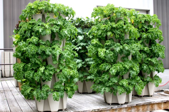 kale-towers.jpg