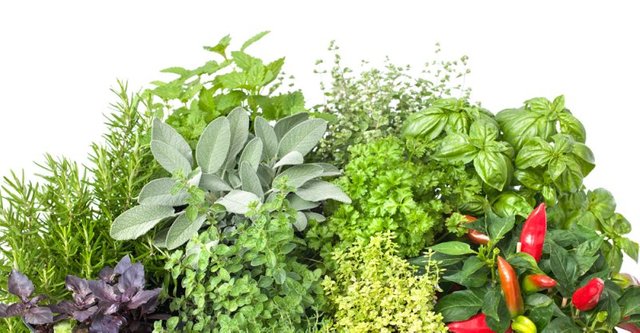Herbs-Benefits-800x416.jpg