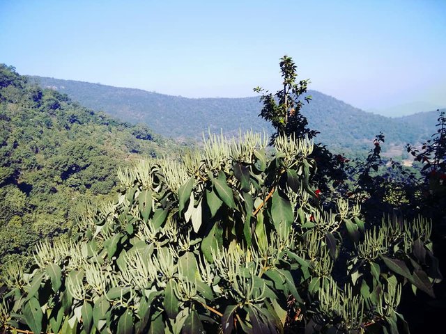 Daringbadi The Odisha's Kashmir..jpg