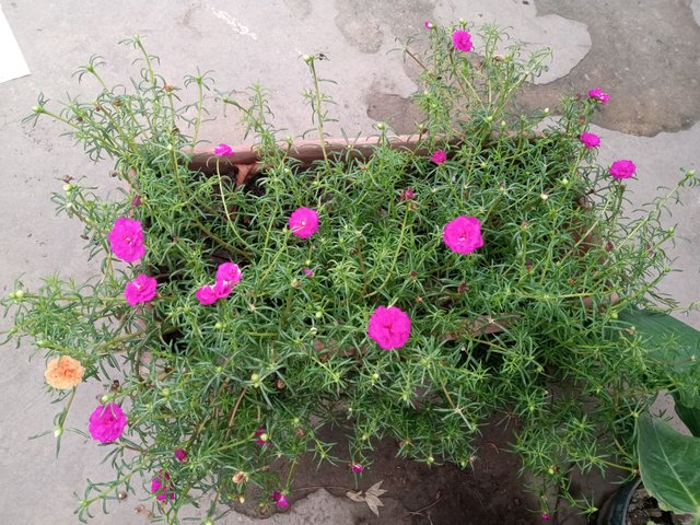 IMG_20250606_095311.jpg