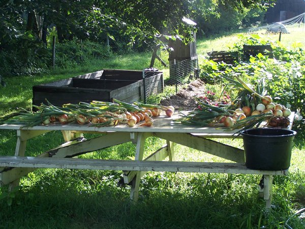 Storage onions - washing1 crop Aug. 2018.jpg