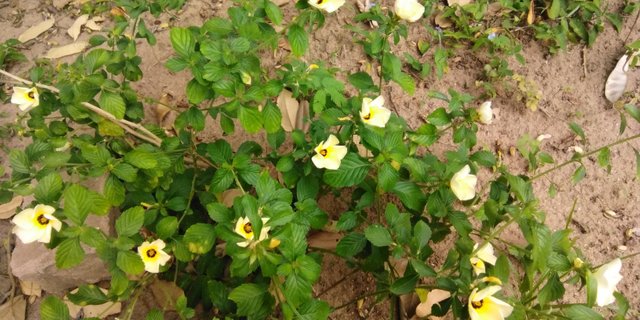 IMG_20220401_085303~2.jpg