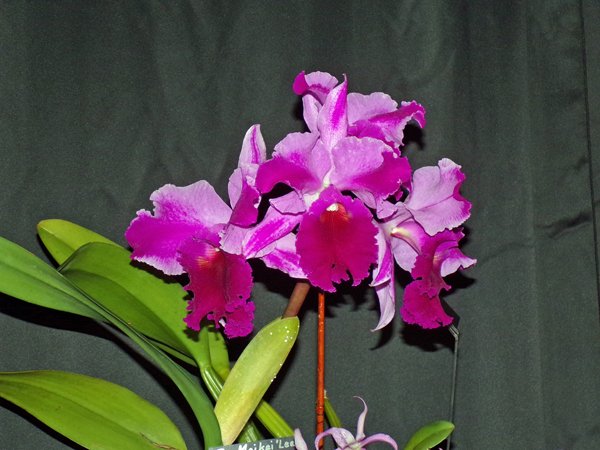 Orchid Show3 crop February 2020.jpg