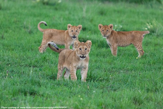 Trio of Lion Cubs-080816.jpg