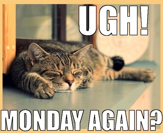 aa0a54f9df876af6a98efaec81a76889--monday-cat-mondays.jpg