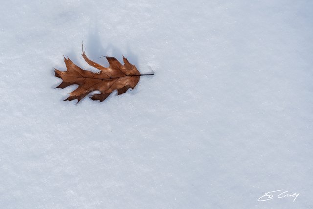 Arboretum_s-00846_Oak Leaf in snow full.jpg