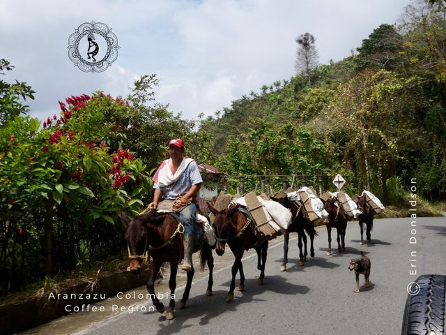 Colombian Horse Culture-5.jpg