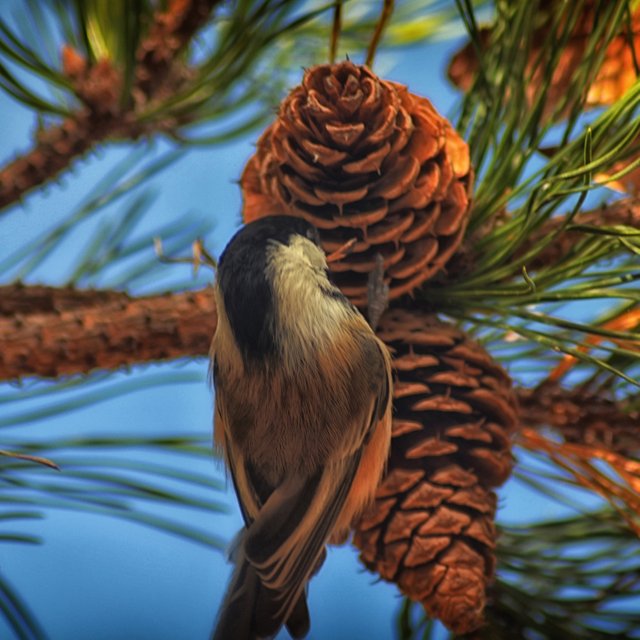 COAST Chickadee XMas.jpg