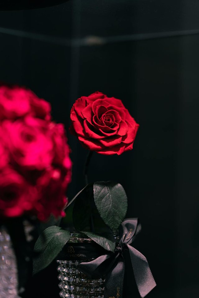 free-photo-of-red-roses-flowers.jpeg