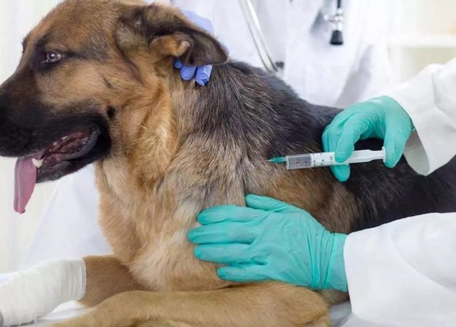 Dog vaccination.jpg