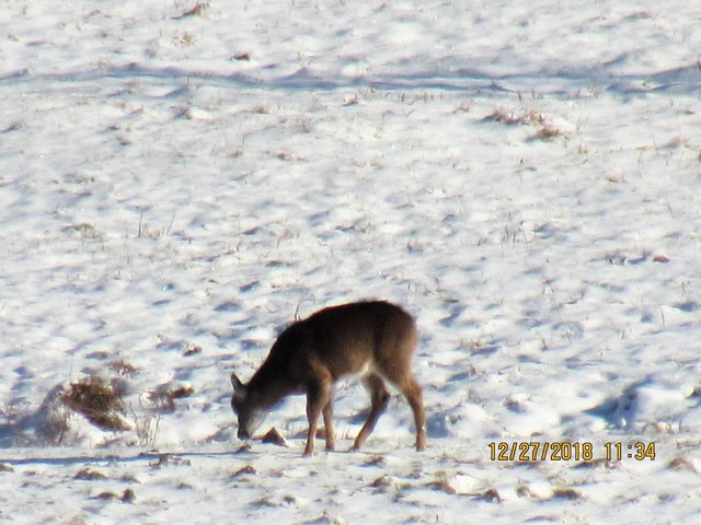 IMG_0118.JPG