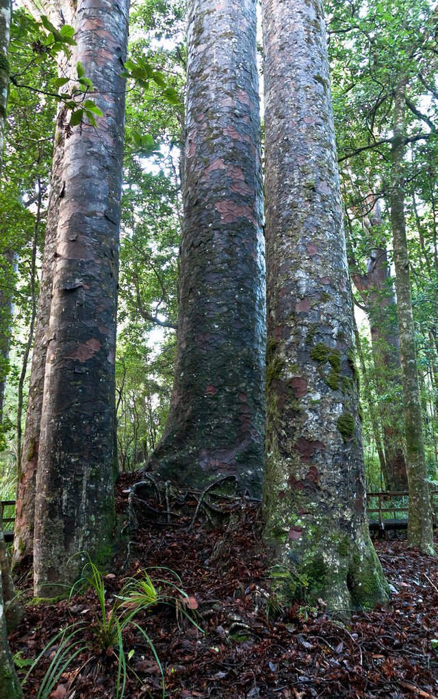 6089337431-giant-kauri-treesfour-sister (FILEminimizer).jpg