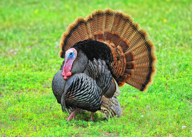 turkey pic.jpeg