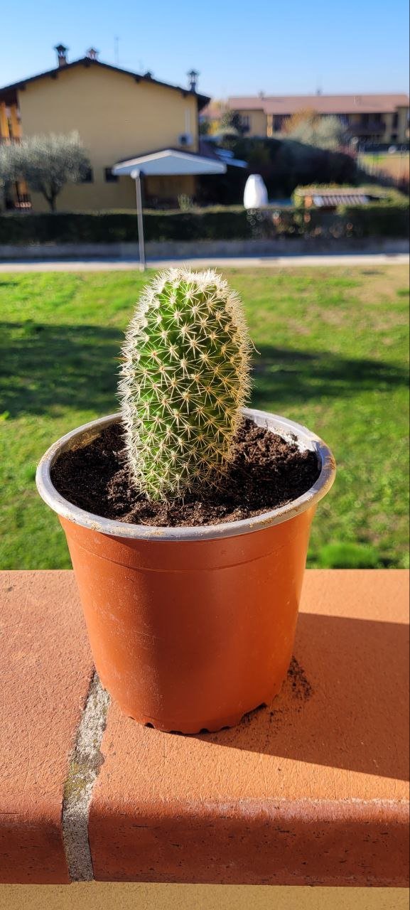 mammillaria spinosissima.jpg