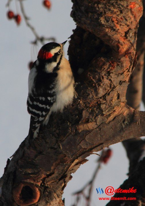 Downy Woodpecker PFW0117.JPG