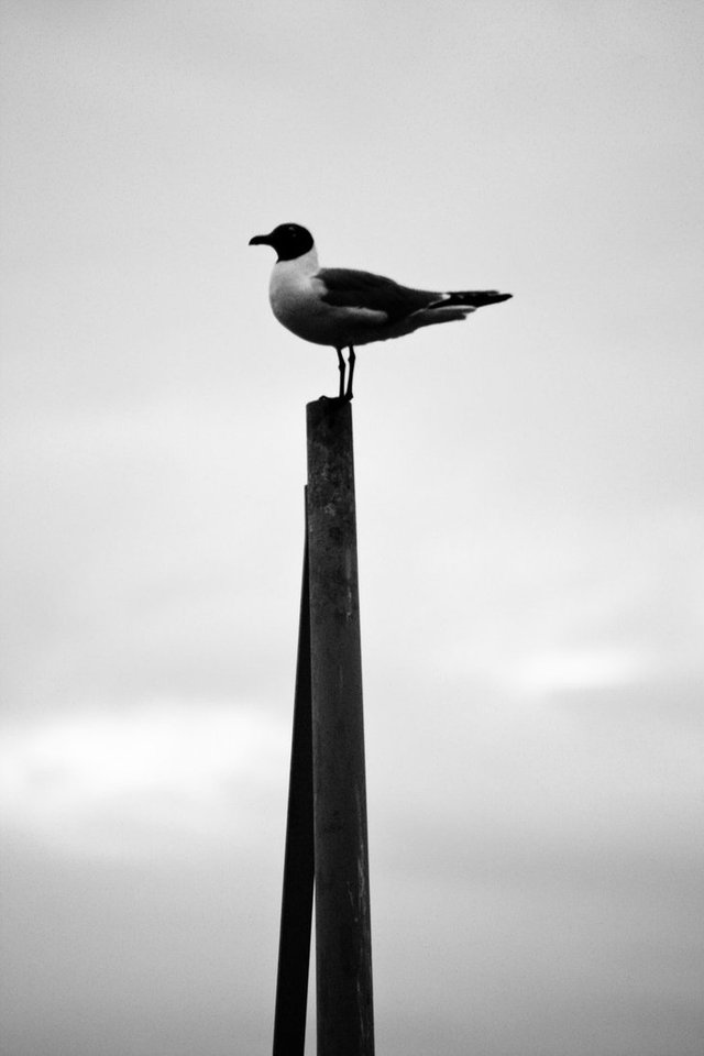 laughing_gull_sitting_pretty (1).jpg