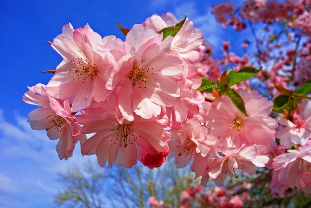 cherry-blossom-3320018_1280.jpg