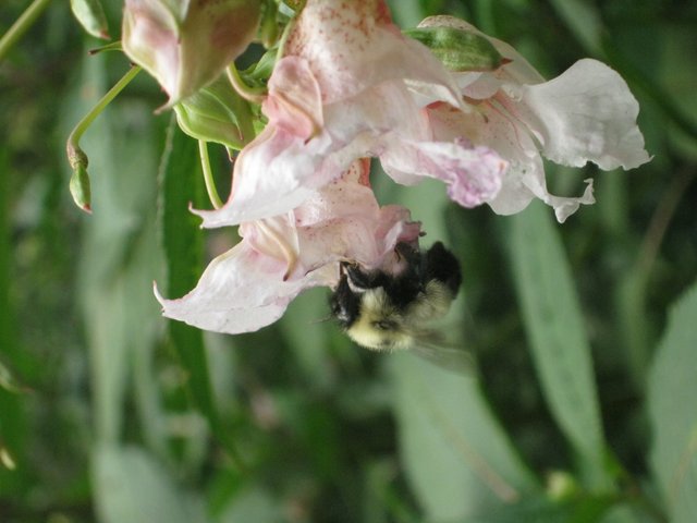 closeup bee on hymallayan impatience flower.JPG