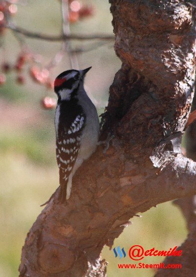 Downy Woodpecker PFW51.jpg