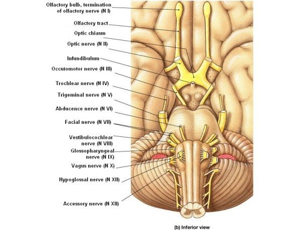 baseofbrain.jpeg.jpg